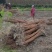 四川成都紫薇条子基地直销成都紫薇基地四川紫薇造型基地