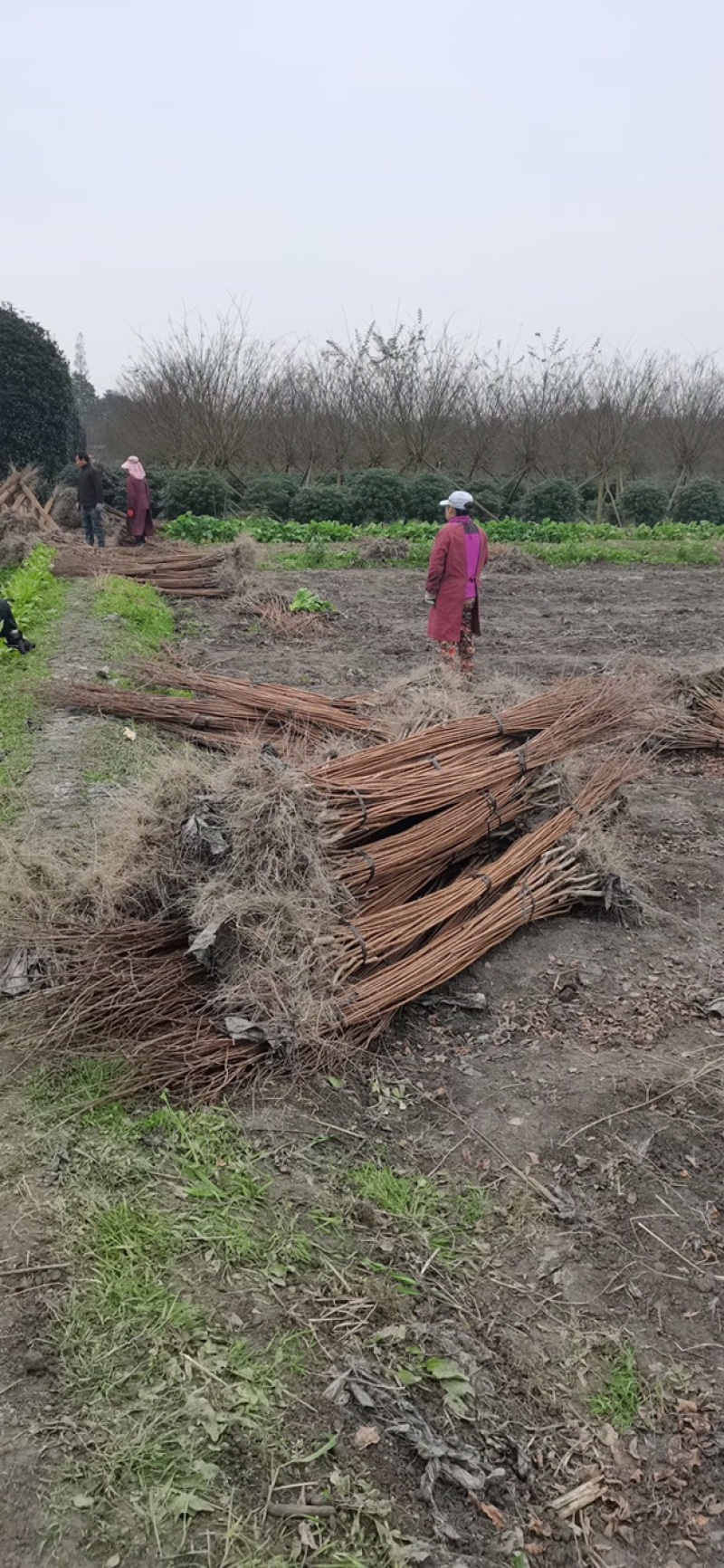 四川成都紫薇条子基地直销成都紫薇基地四川紫薇造型基地