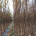 四川成都紫薇条子基地直销成都紫薇基地四川紫薇造型基地