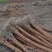 四川成都紫薇条子基地直销成都紫薇基地四川紫薇造型基地