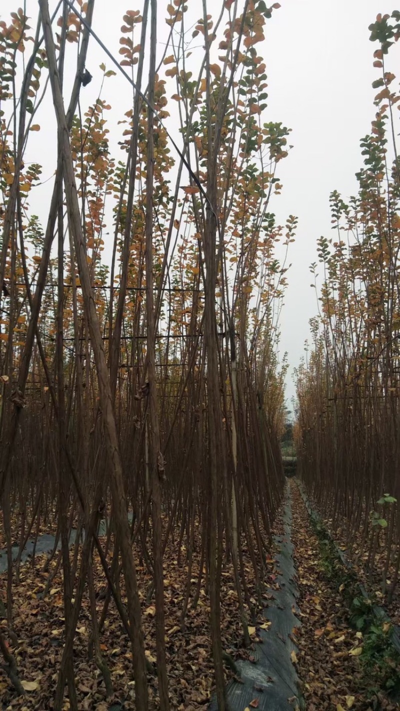 四川成都紫薇条子基地直销成都紫薇基地四川紫薇造型基地