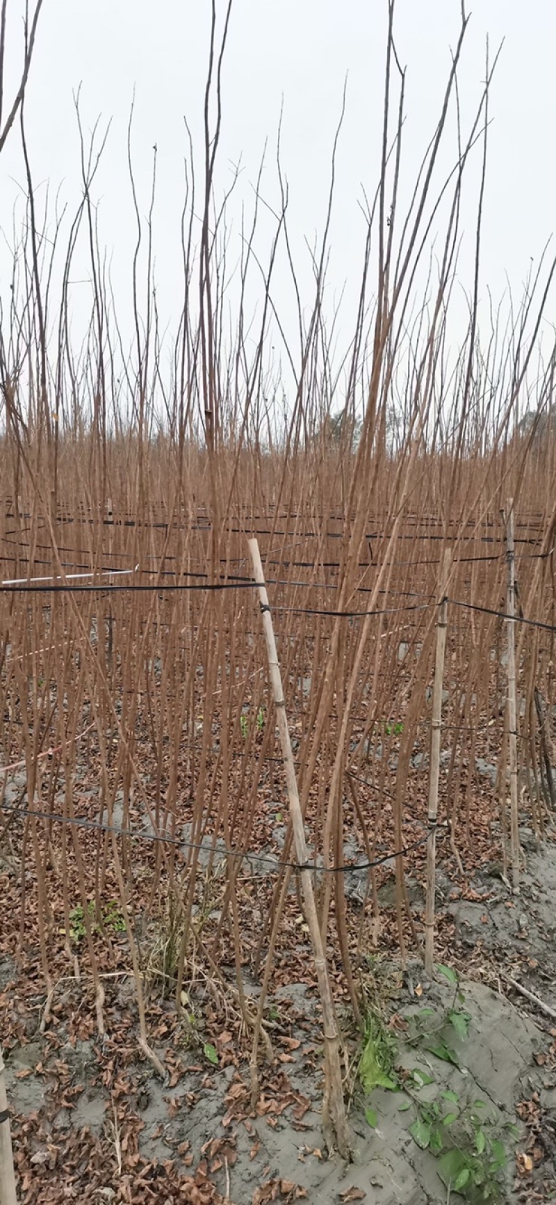 四川成都紫薇条子基地直销成都紫薇基地四川紫薇造型基地