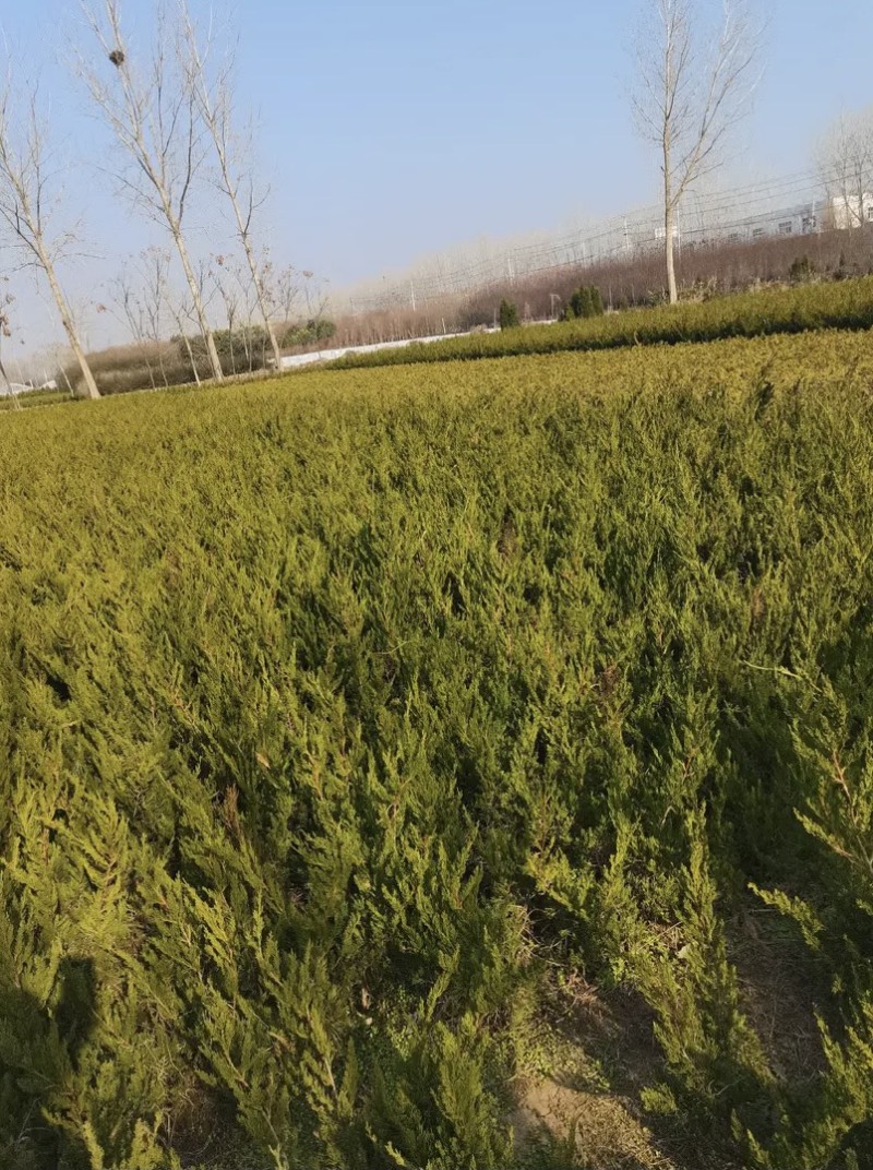 龙柏10—60高蜀侩80—3米，沭阳直发