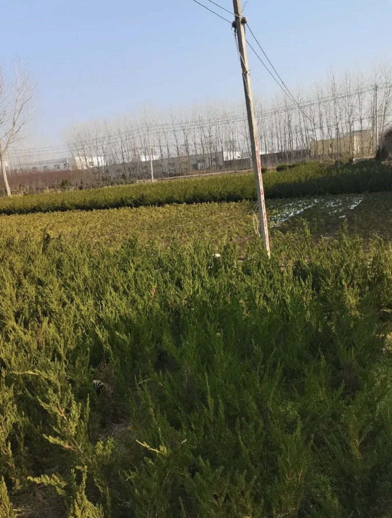 龙柏10—60高蜀侩80—3米，沭阳直发