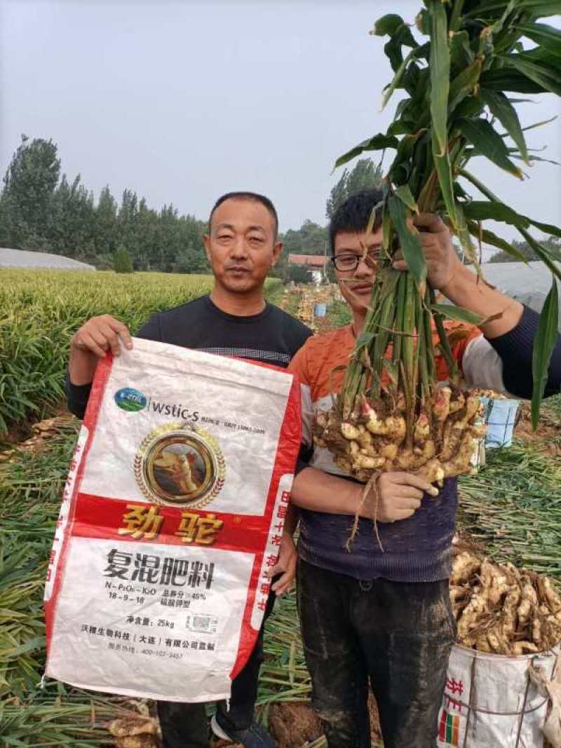 大姜大面积上市了，要的联系