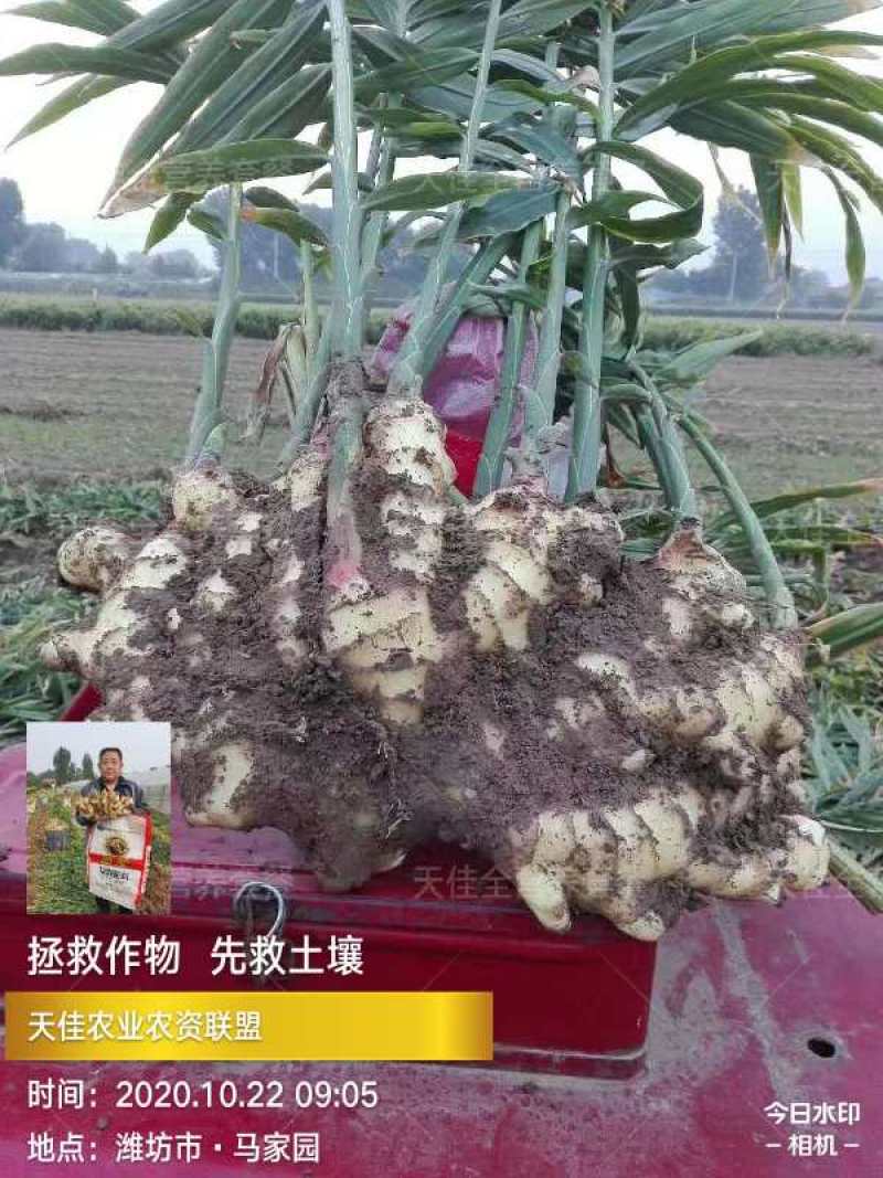 大姜大面积上市了，要的联系