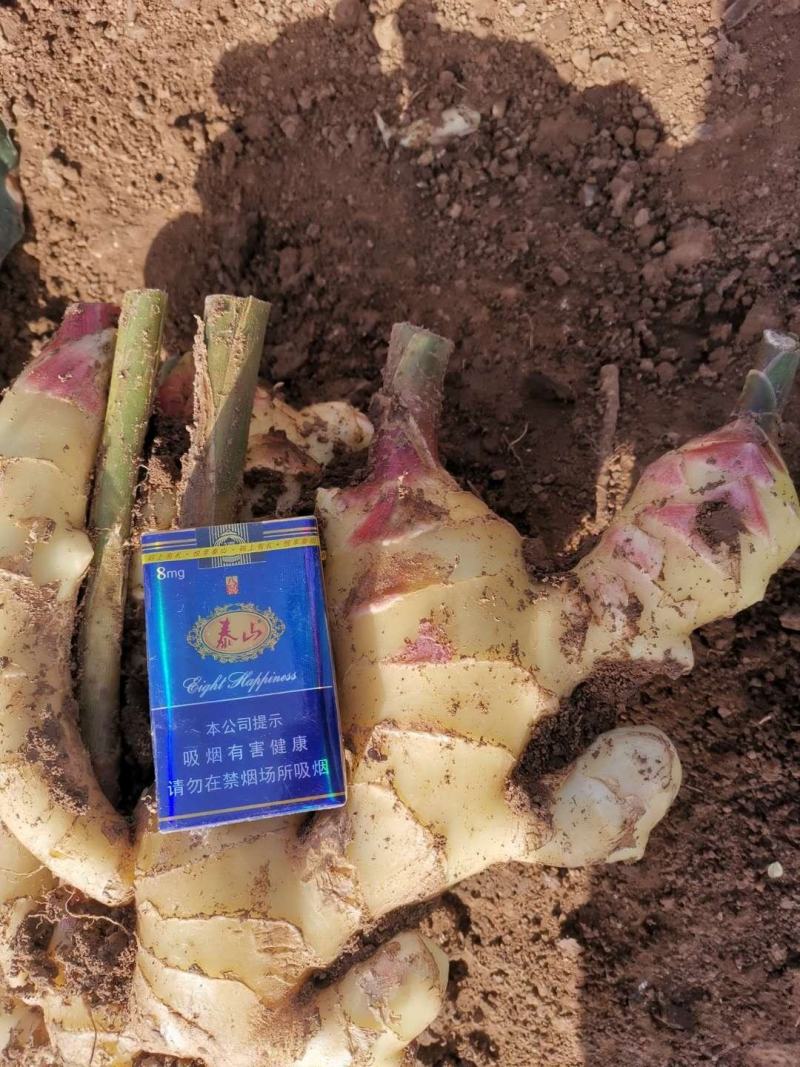 大姜大面积上市了，要的联系