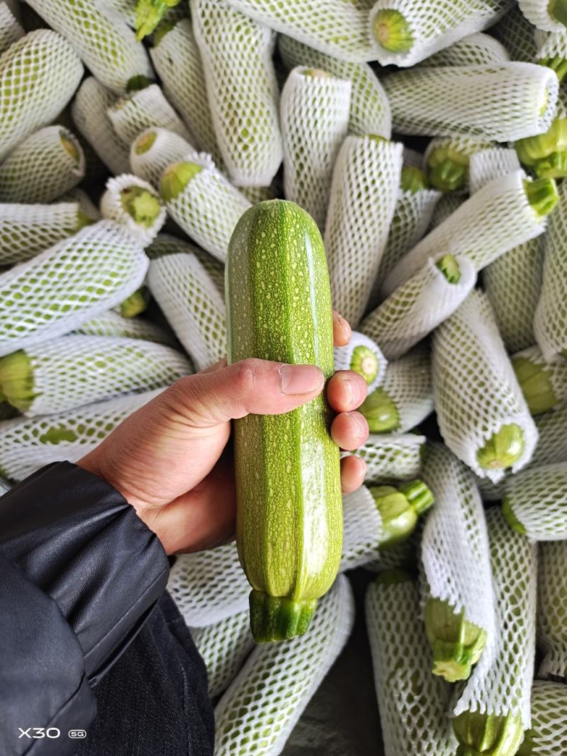 精品西葫芦。大量有货。