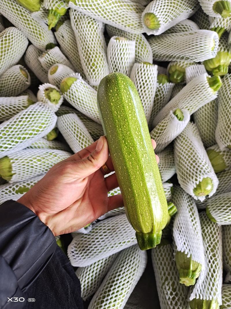精品西葫芦。大量有货。