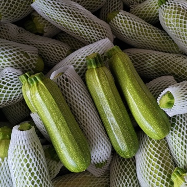 精品西葫芦。大量有货。