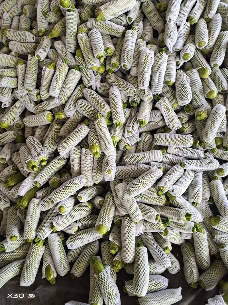 精品西葫芦。大量有货。