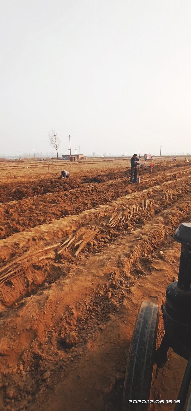 山东省莘县徒骇河万亩山药生产基地，欢迎大家来实地考察