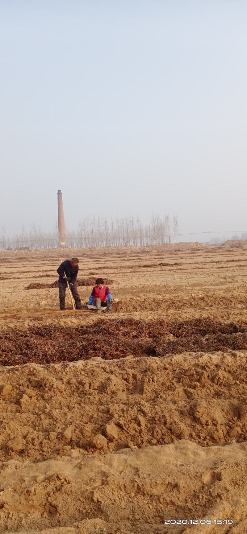 山东省莘县徒骇河万亩山药生产基地，欢迎大家来实地考察