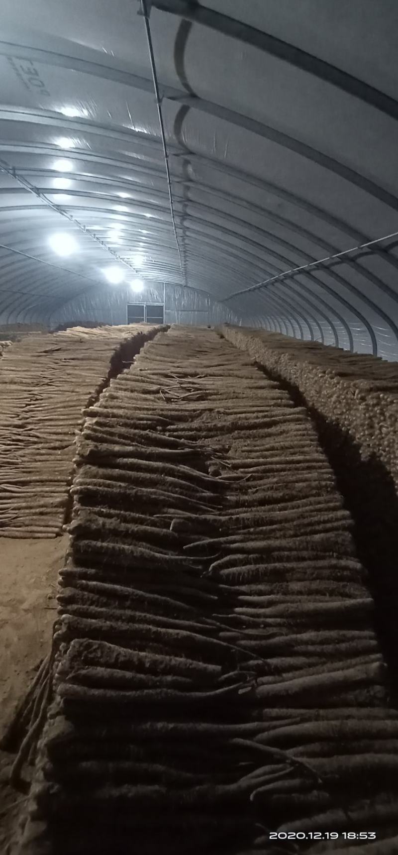 山东省莘县徒骇河万亩山药生产基地，欢迎大家来实地考察