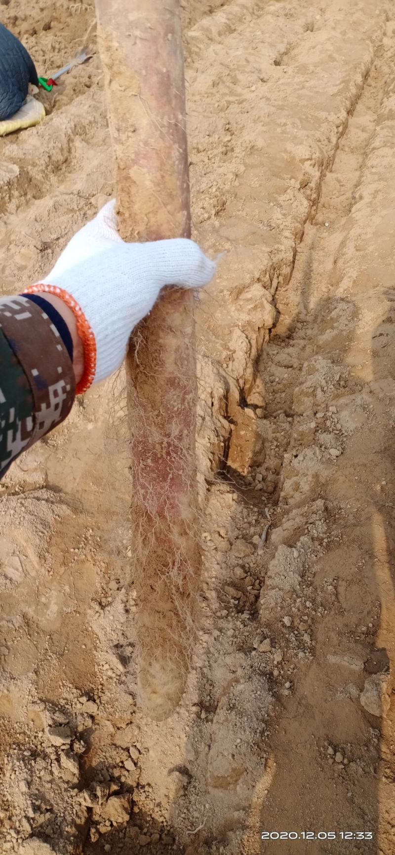 山东省莘县徒骇河万亩山药生产基地，欢迎大家来实地考察