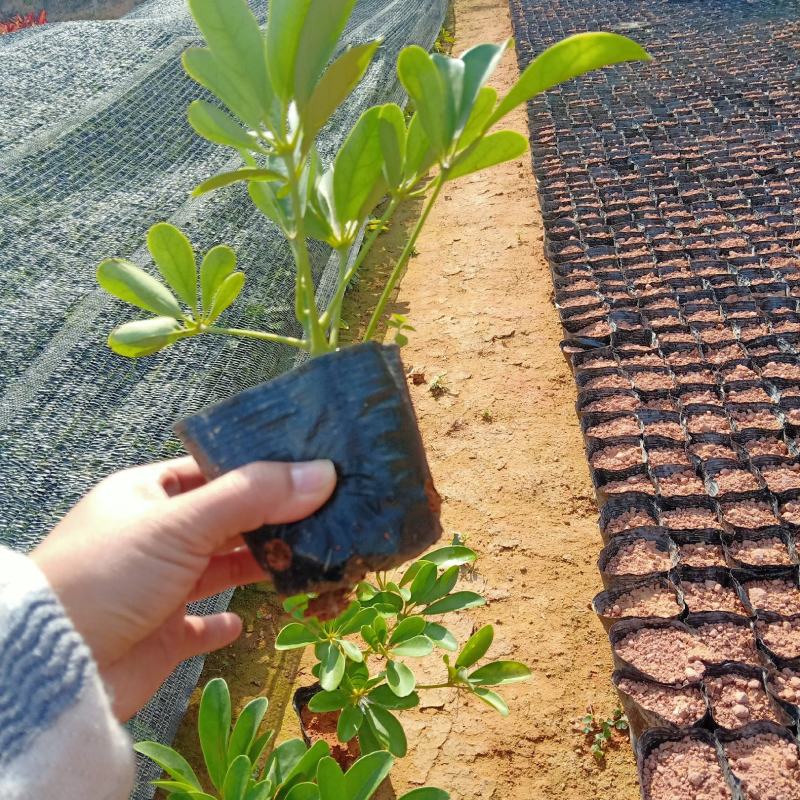 鸭脚木5斤袋自产自销供应鸭脚木15高～25高