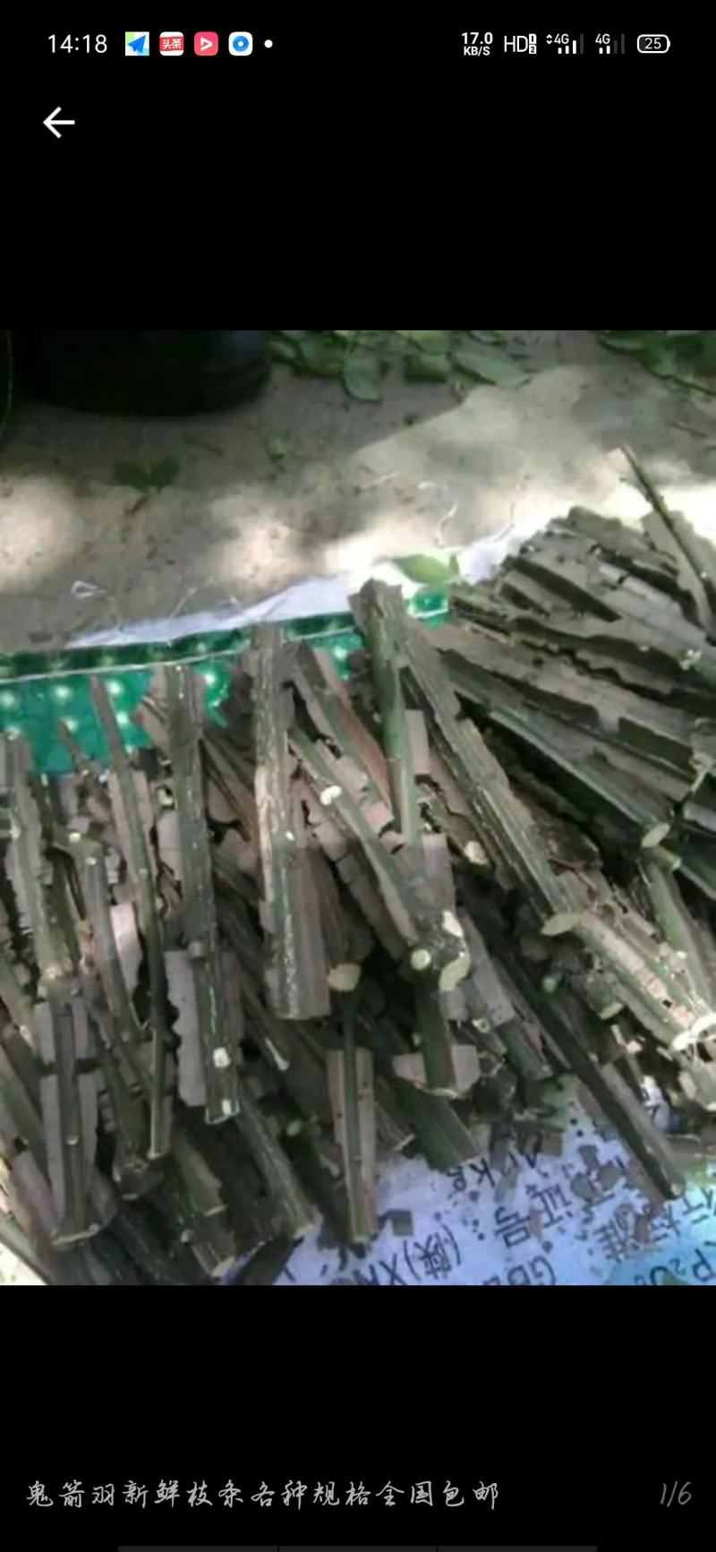 出售鬼箭羽，大量鲜货