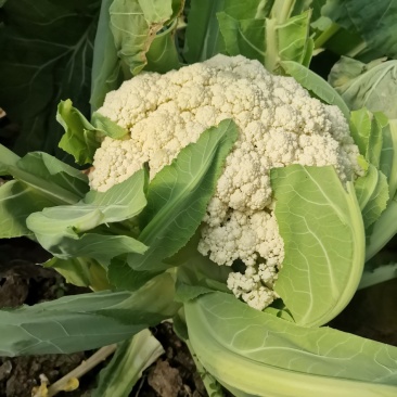 大棚白面青根有机小米花菜