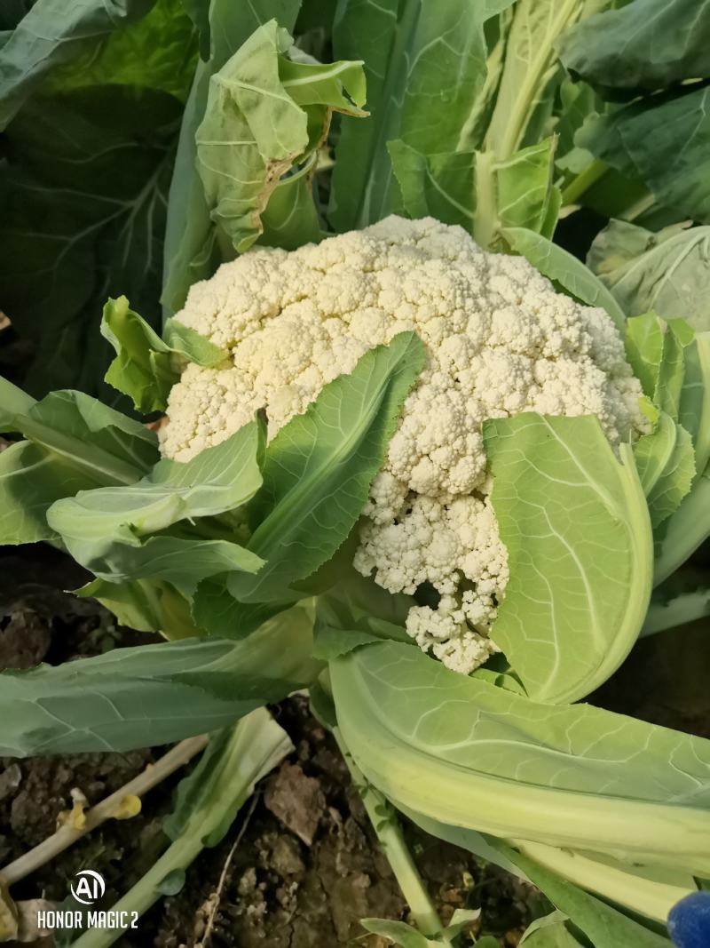 大棚白面青梗有机松小米花菜