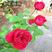 玫瑰花苗浓香型嫁接大花四季开花植物室内外阳台绿植花卉月季