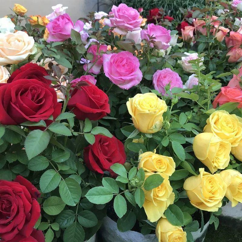 玫瑰花苗浓香型嫁接大花四季开花植物室内外阳台绿植花卉月季