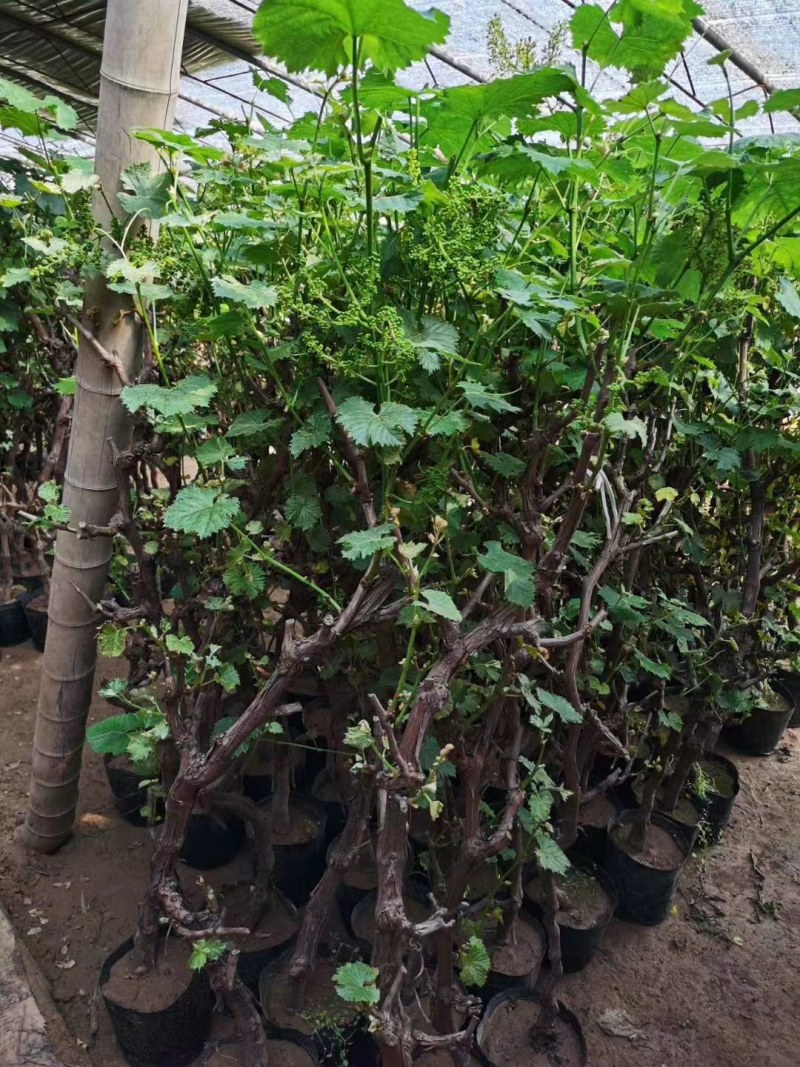 葡萄盆景，品种苗价格高，占地葡萄树，盆栽的都有