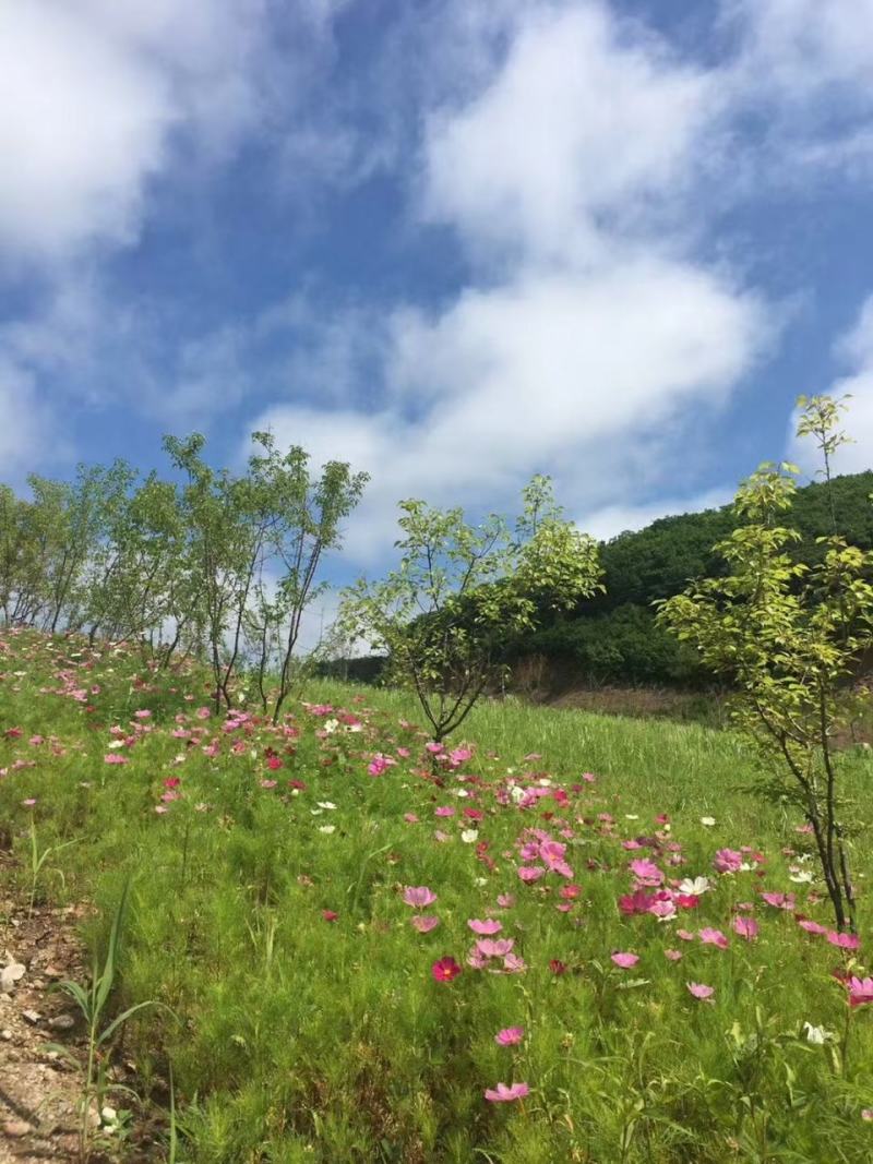 长白山老克里湖山脚下的林场蜂蜜