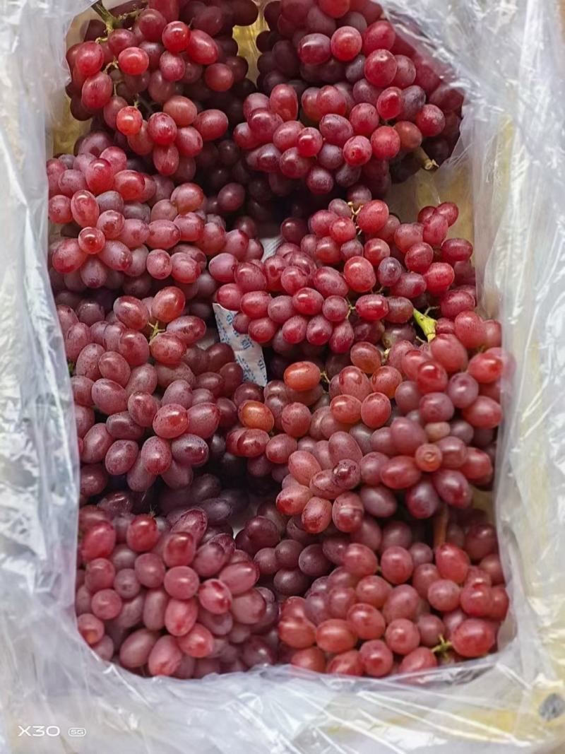 克伦生葡萄！各种精品葡萄！常年大量供应！欢迎来电咨询订购