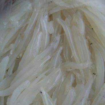 冻板银鱼鲜银鱼银鱼干