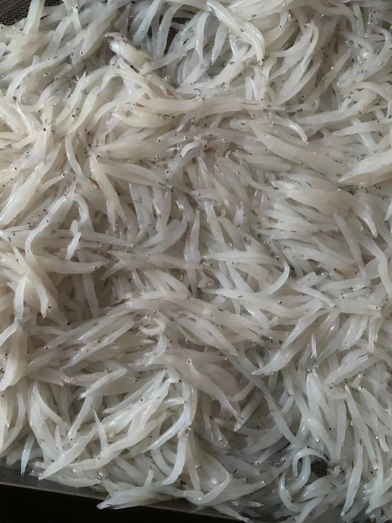 冻板银鱼鲜银鱼银鱼干