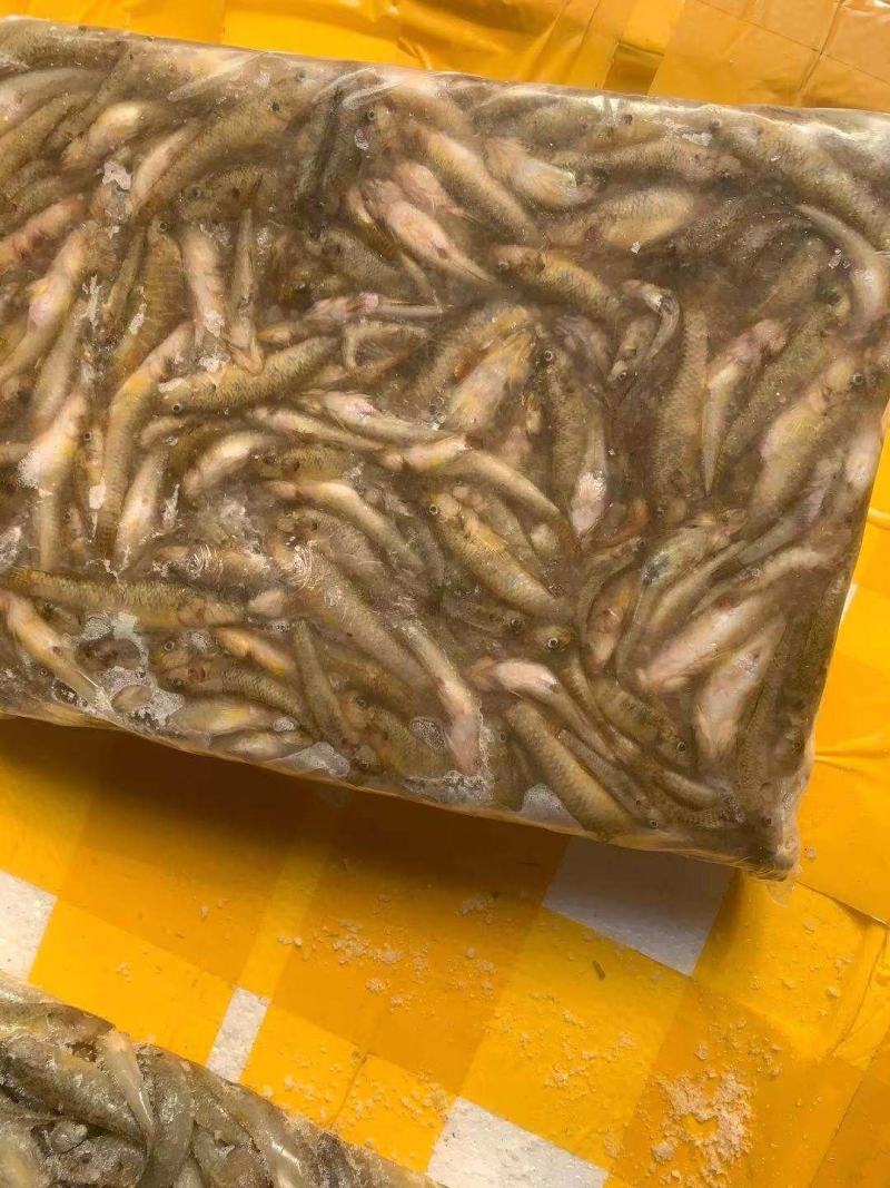 小黄鱼冻板小黄鱼黄鱼干