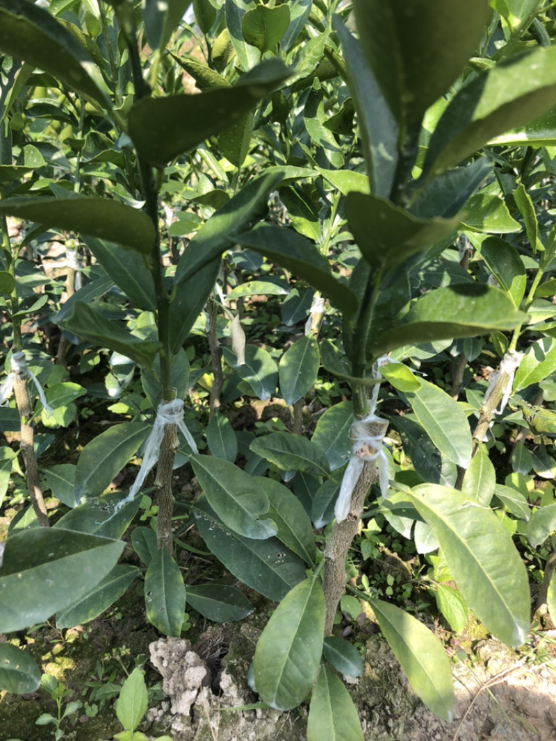 陈皮柑新会柑茶枝柑小青柑柠檬嫁接优质品种果苗