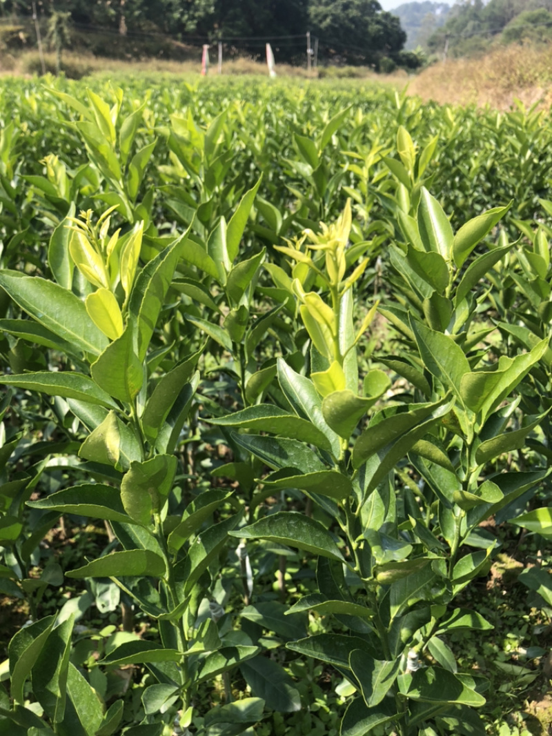 陈皮柑新会柑茶枝柑小青柑柠檬嫁接优质品种果苗