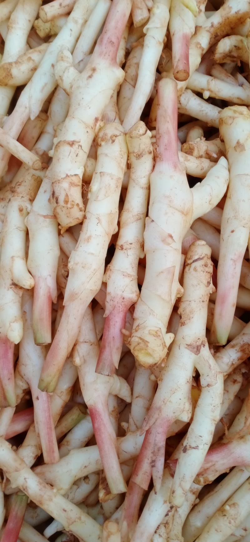 生姜，鲜货现挖现卖产地直销