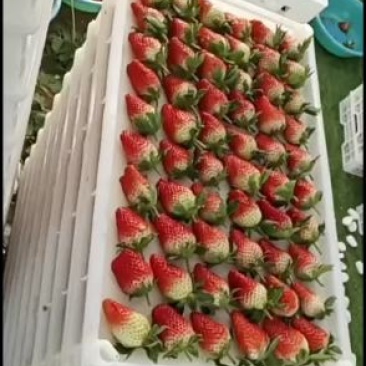 甜宝草莓大量上市