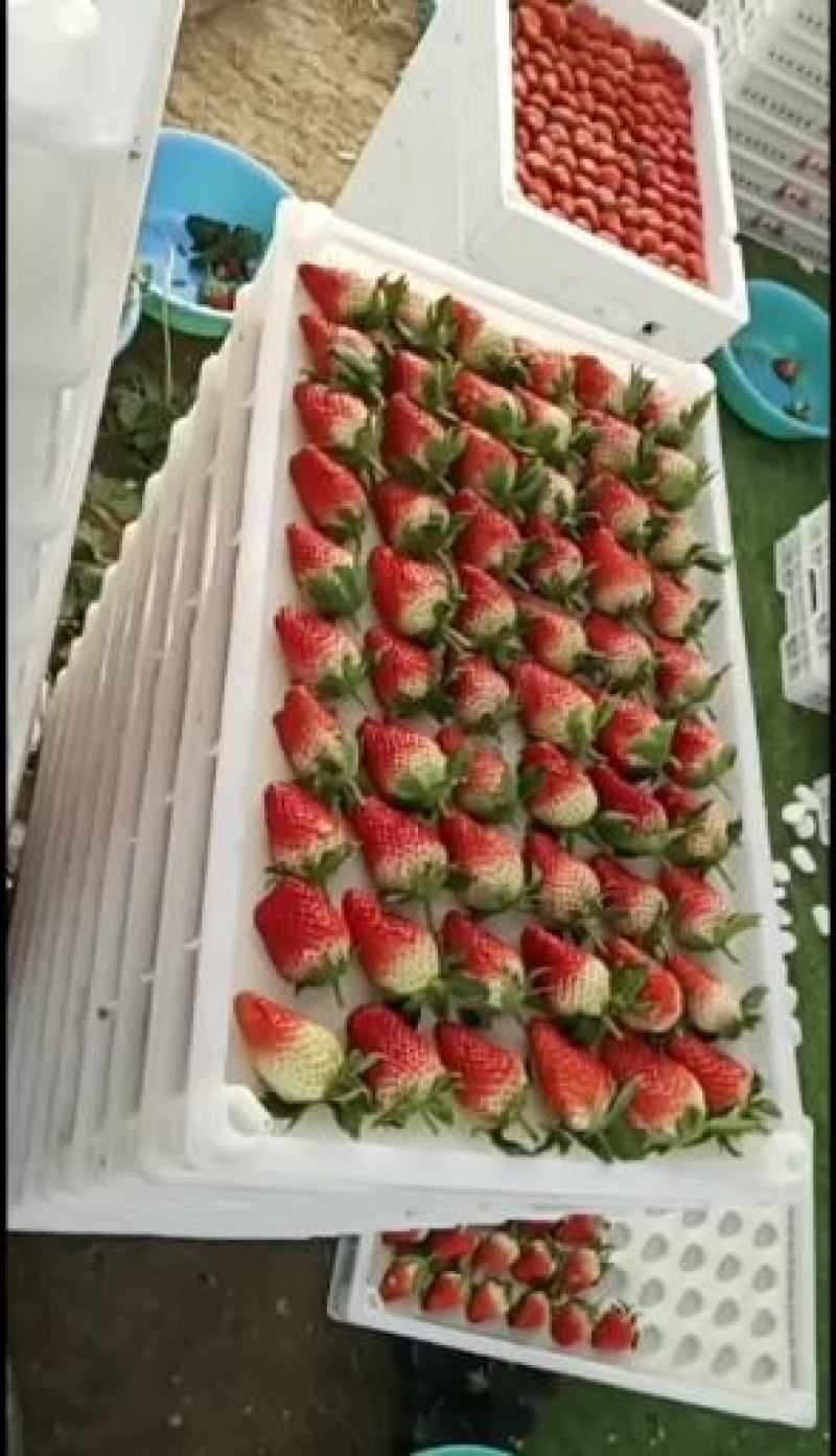 甜宝草莓大量上市