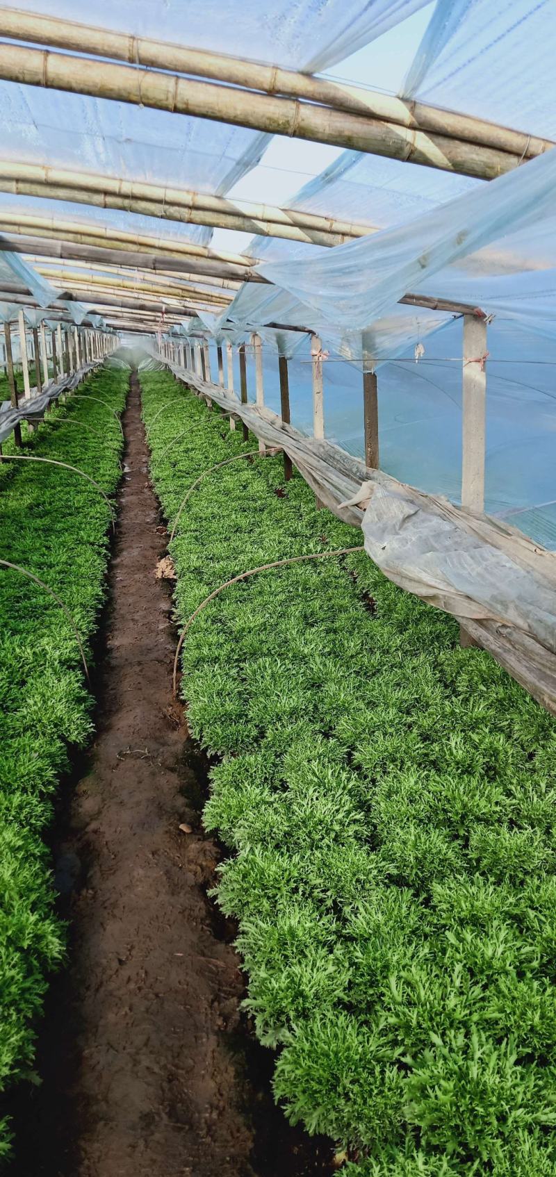 优质菊花苦菊大量上市，基地直发，欢迎各位老板致电洽谈