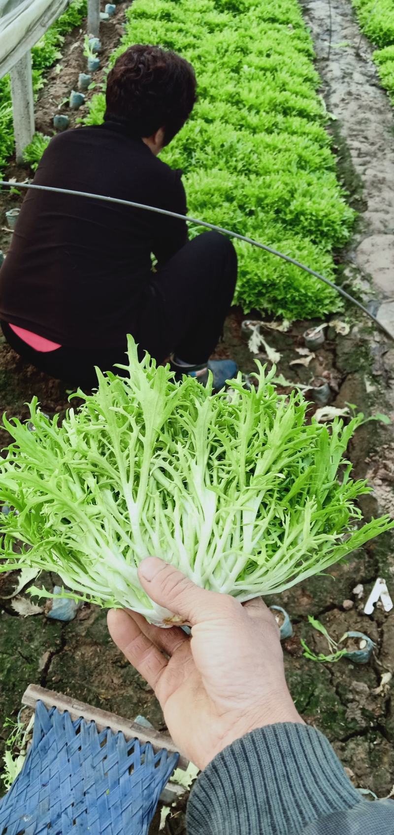 优质菊花苦菊大量上市，基地直发，欢迎各位老板致电洽谈