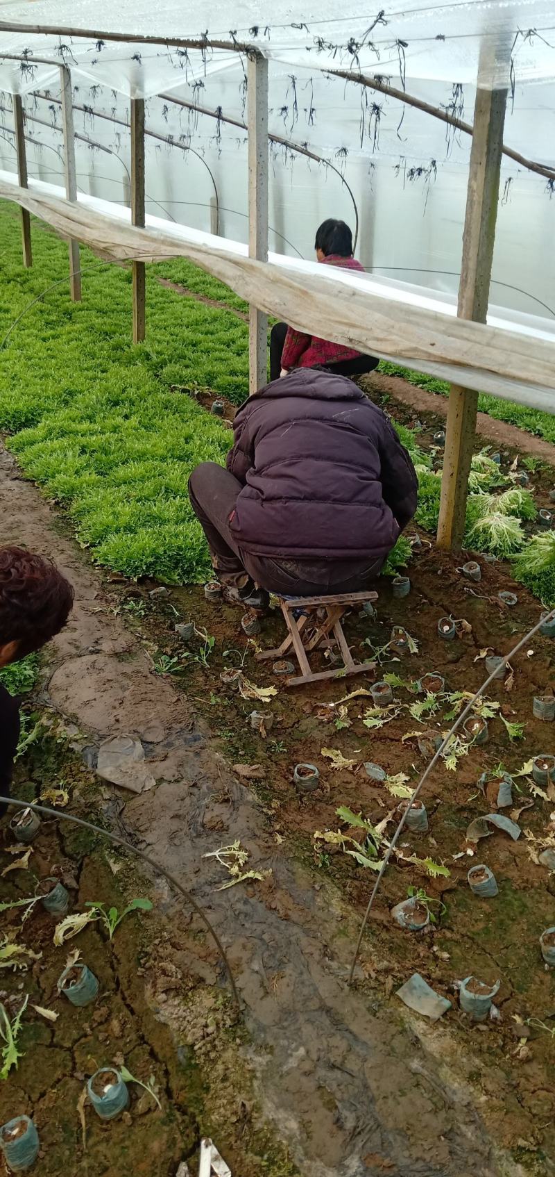 优质菊花苦菊大量上市，基地直发，欢迎各位老板致电洽谈