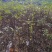 正宗江西中花吴茱萸2年扦插苗，低价处理