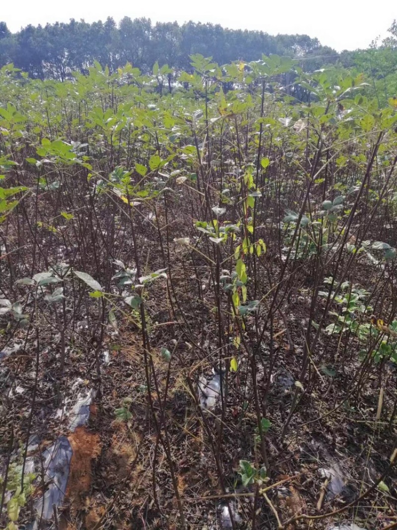正宗江西中花吴茱萸2年扦插苗，低价处理