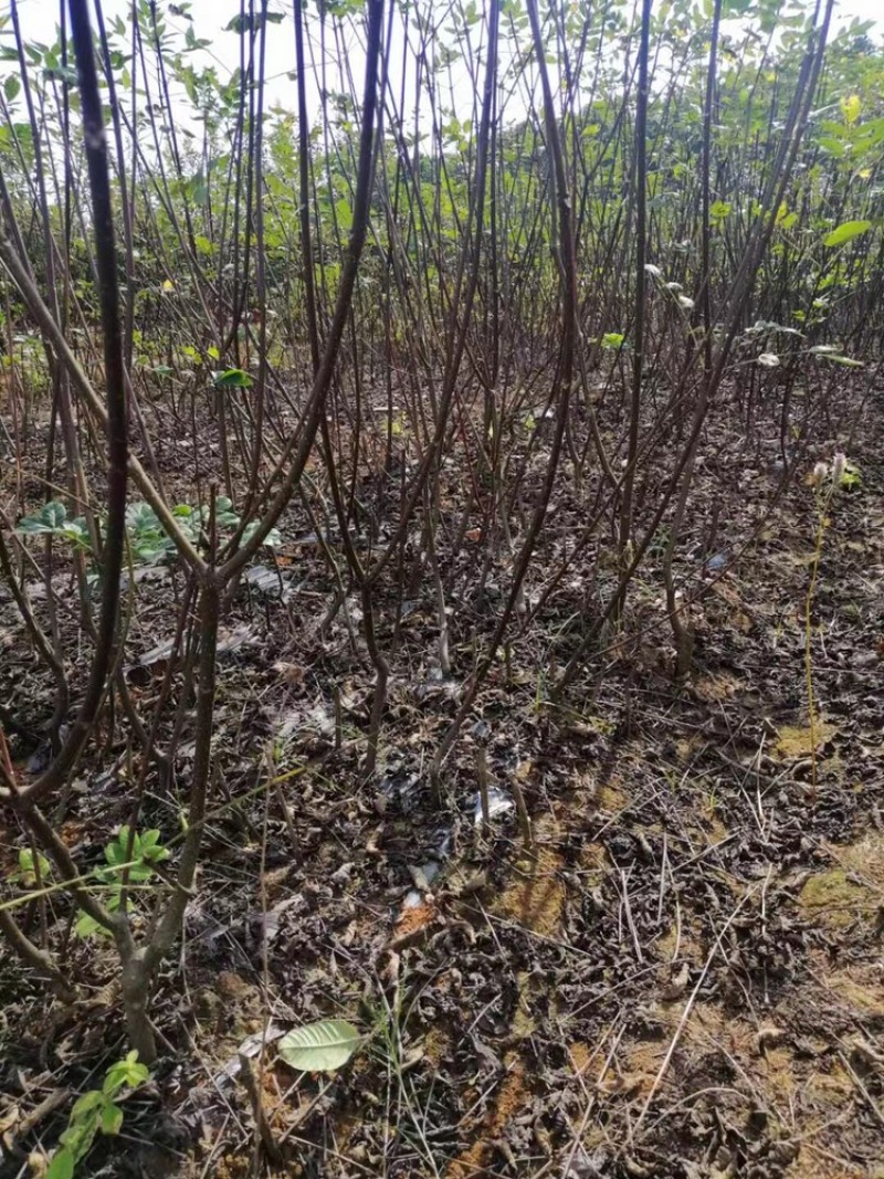 正宗江西中花吴茱萸2年扦插苗，低价处理