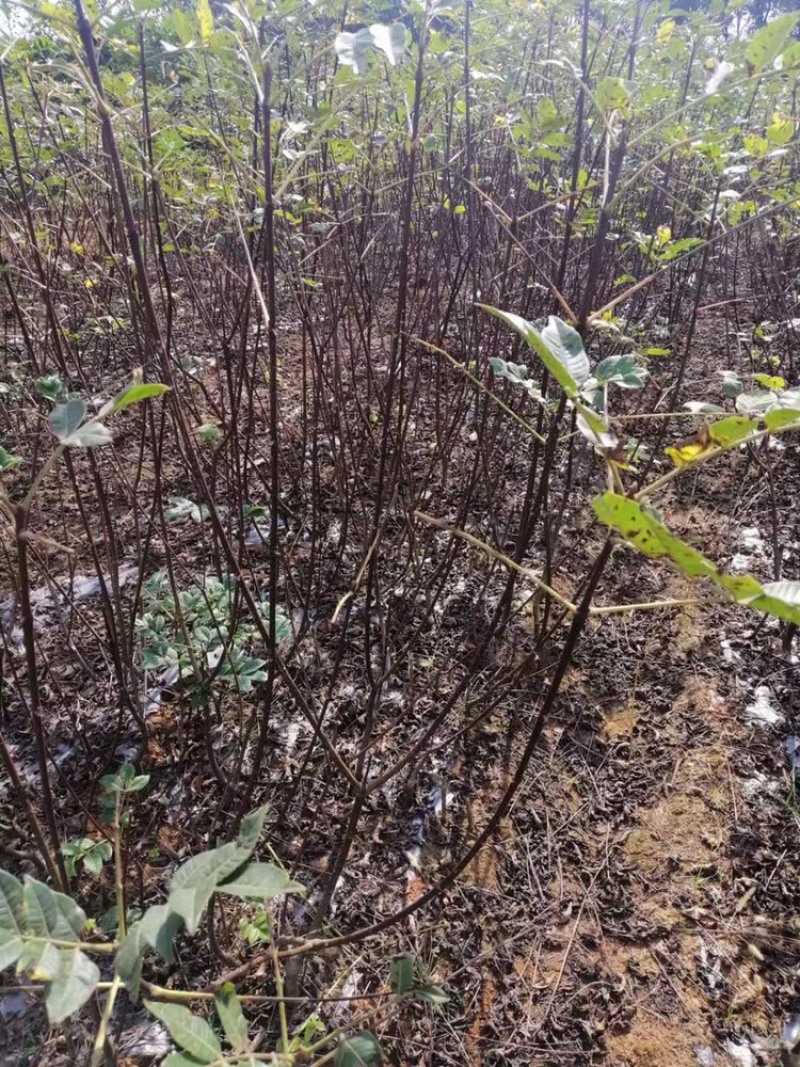 正宗江西中花吴茱萸2年扦插苗，低价处理