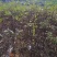 正宗江西中花吴茱萸2年扦插苗，低价处理