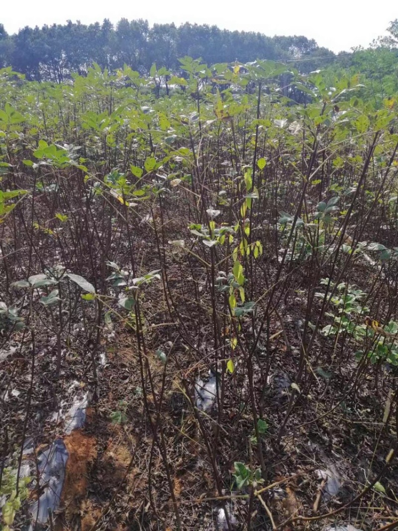 正宗江西中花吴茱萸2年扦插苗，低价处理