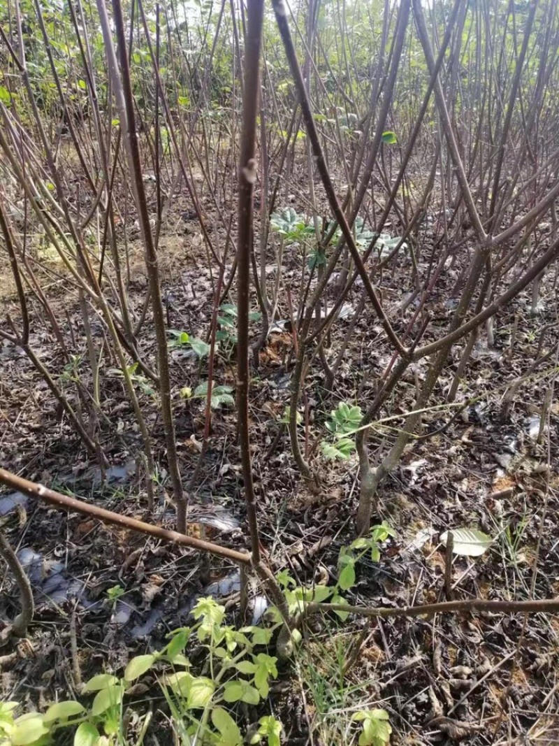 正宗江西中花吴茱萸2年扦插苗，低价处理