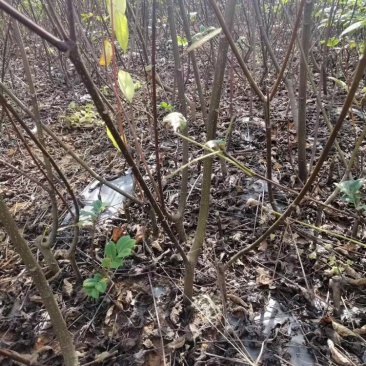 正宗江西中花吴茱萸2年扦插苗，低价处理