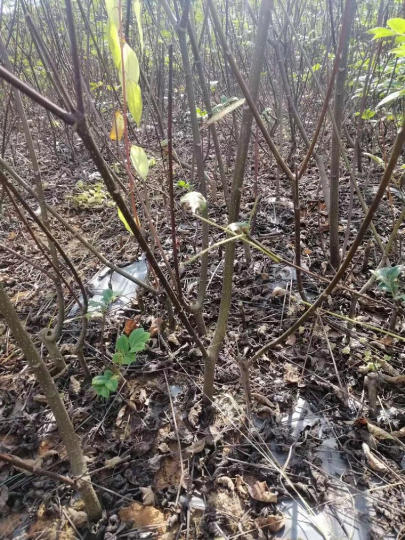 正宗江西中花吴茱萸2年扦插苗，低价处理