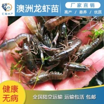 龙虾苗澳洲龙虾苗1-4公分规格齐全