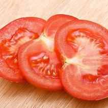 优质番茄硬粉西红柿，产地直销商超，电商直供